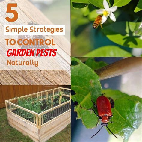 Pest Control on a Budget: Affordable Solutions for Pest Prevention